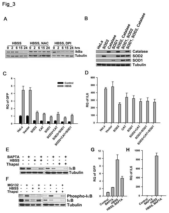 Figure 3. NF-κB activation in starved cancer cells is dependent on ROS and cytosolic calcium, but independent of IκBα serine phosphorylation. A.