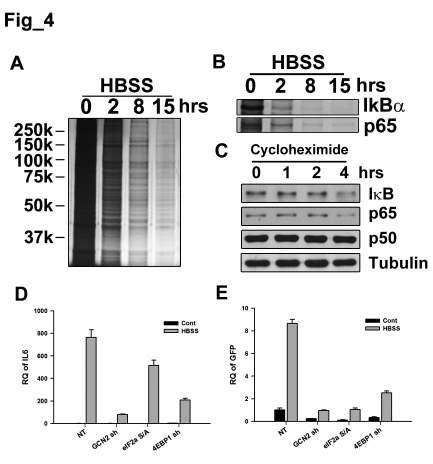 Figure 4. Altered translations of NF-κB p65 subunit and IκB contribute to NF-κB activation during starvation. A and B.