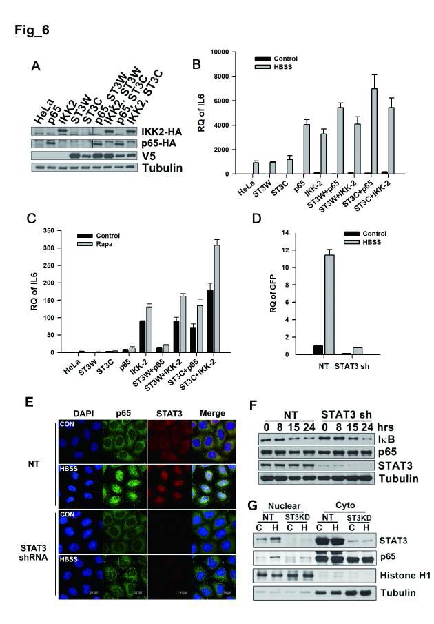 Figure 6. STAT3 is required for activation and nuclear retention of NF-κB in starved cancer cells.A.