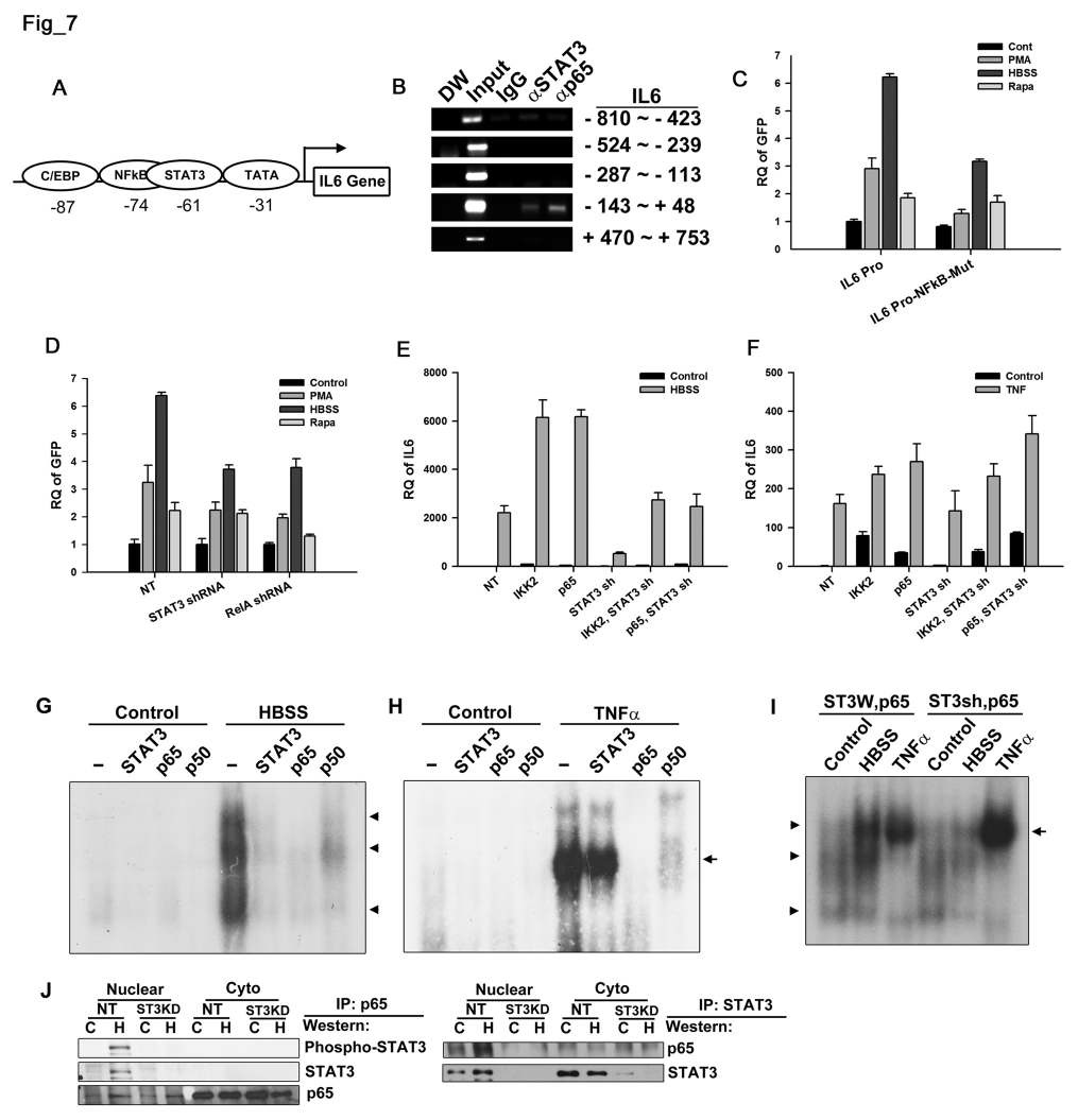 Figure 7. NF-κB and STAT3 as identical nuclear complexes cooperatively induce IL6 in starved cancer cells. A