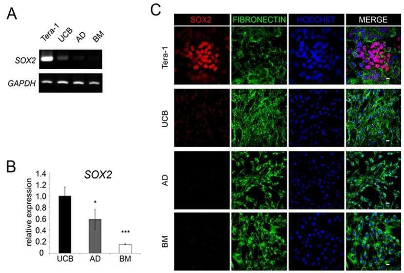 중간엽줄기세포에서 SOX2 발현 양 비교 분석