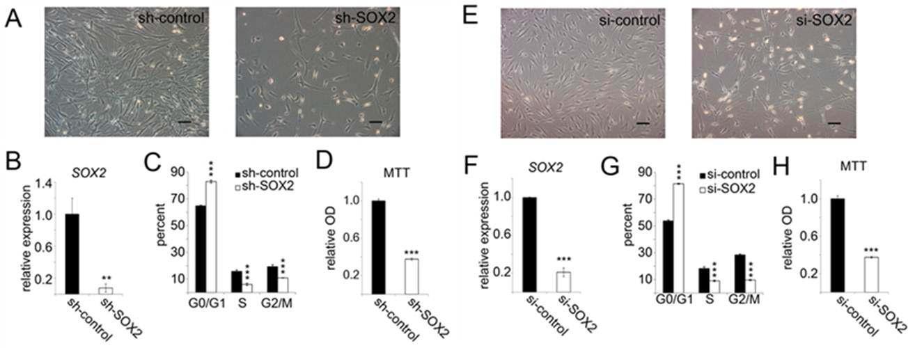SOX2의 억제와 세포 성장의 변화 비교