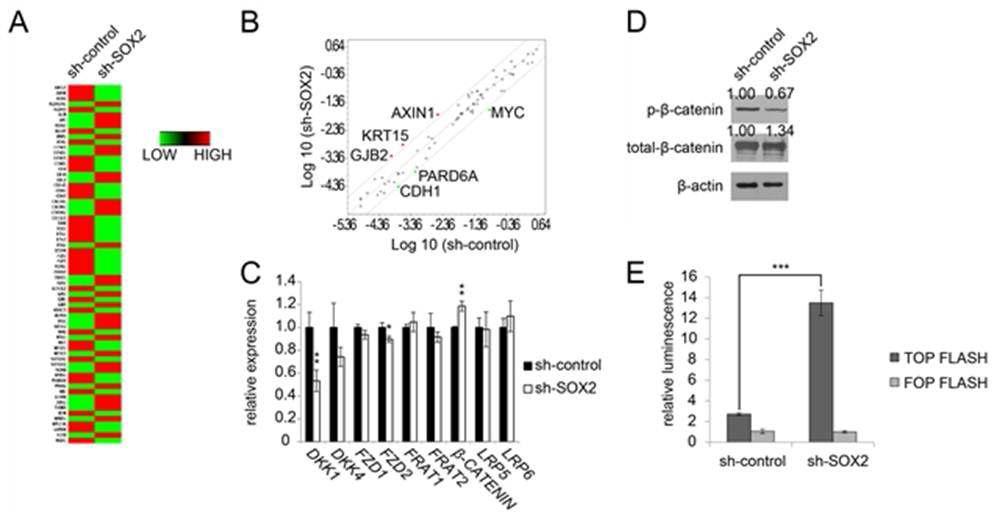 렌티바이러스를 이용한 SOX2의 억제에 의해 유도된 DKK1의 감소와 WNT 시그널링의 변화