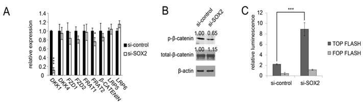 siRNA를 통한 SOX2 억제에서도 DKK1의 감소와 WNT 시그널링의 변화 발견