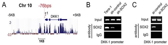 SOX2 단백질이 DKK1 유전자의 프로모터 부위에 작용함을 확인