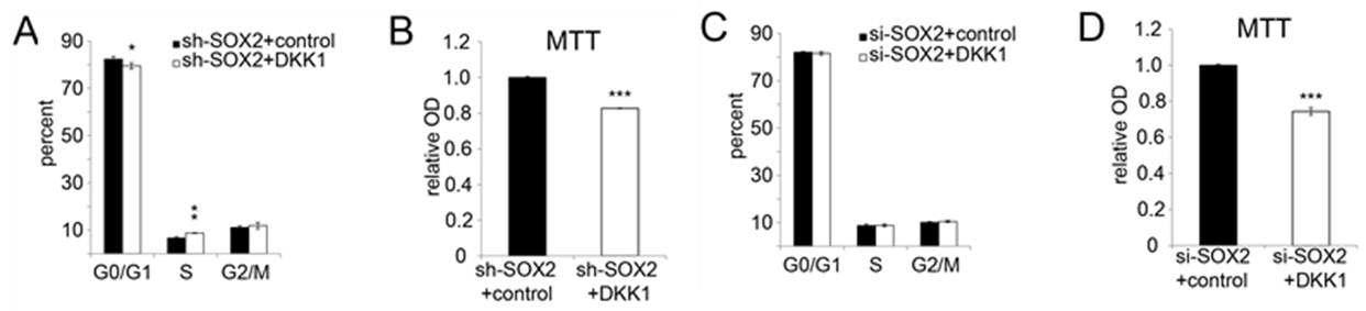 SOX2가 억제된 중간엽 줄기세포에서 DKK1의 증가에도 변하지 않는 성장 감소