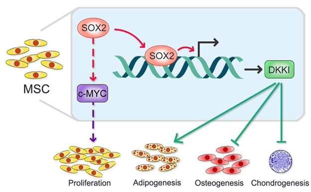 중간엽줄기세포에서 SOX2에 의해 성장과 분화가 조절되는 메커니즘 모식도