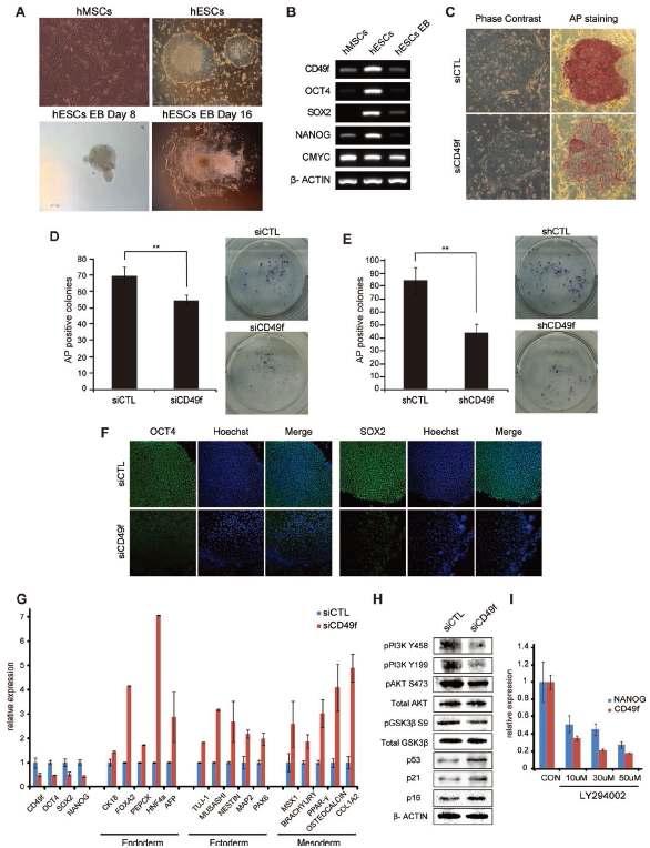 CD49f 유래 PI3K/AKT 시그널을 통한 인간 배아줄기세포의 전분화능 유지