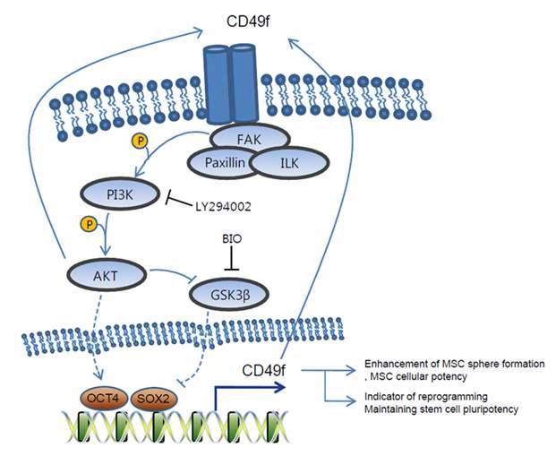 CD49f의 줄기세포 분화능 조절 모식도
