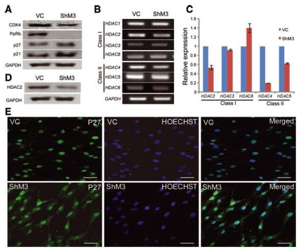 c-Myc 발현 억제에 의한 세포성장 관련인자와 HDAC2 발현 감소