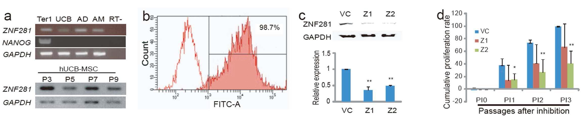 제대혈 유래 중간엽줄기세포의 ZNF281발현확인 및 shRNA를 통한 억제