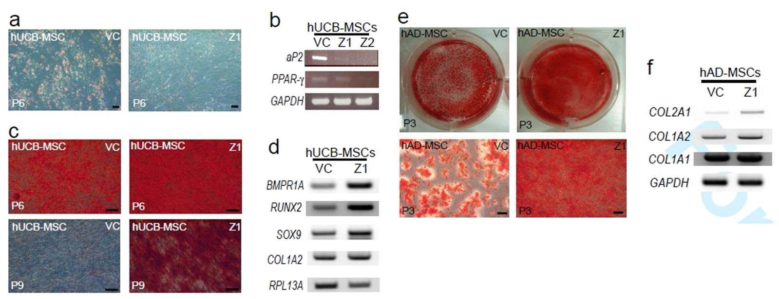 중간엽 줄기세포에서 ZNF281억제에 따른 골과 지방분화능 변화