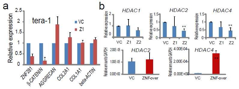 Tera-1 세포에서의 유전자 발현 변와와 중간엽 줄기세포에서 ZNF281 발현 변화에 따른 HDAC 의 발현 변화