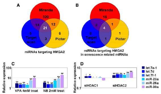 노화세포에서 HMGA2를 target 하는 miRNA의 발현 분석