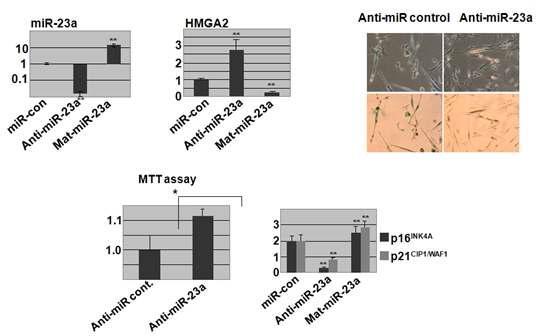 miR-23a에 대한 antisense와 mature form을 transfection한 후 HMGA2및 HMGA2의 하위 표적 유전자인 p16INK4A과 p21CIP1/WAF1 의 발현양상 변화
