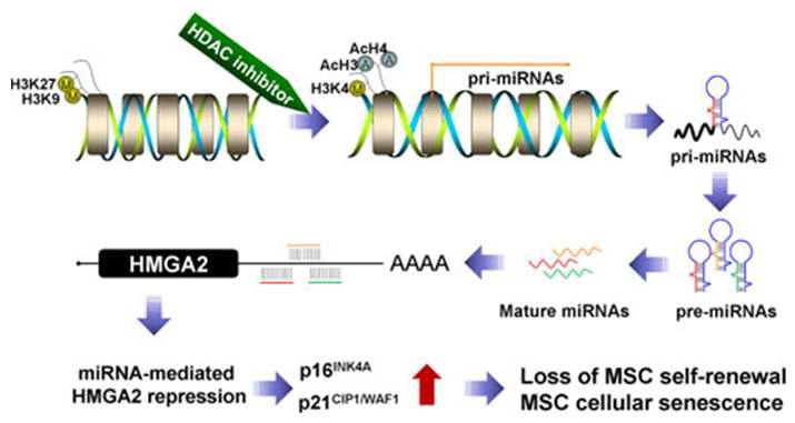 miRNA에 의해 후성유전적으로 줄기세포 노화가 조절되는 메커니즘 모식도