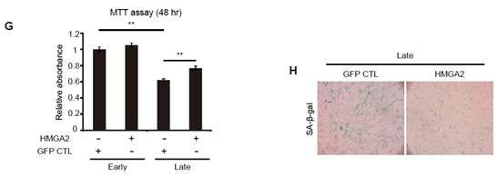 HMGA2 과발현 후 성체줄기세포의 증식 및 노화 정도 비교