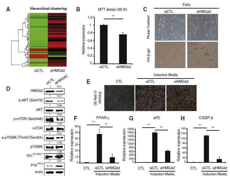 HMGA2 억제 후 줄기세포의 증식, 분화, 노화 관련 신호변화