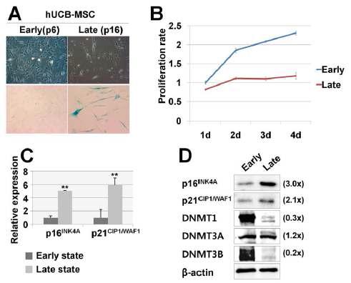 제대혈 유래 중간엽 줄기세포의 노화에 따른 DNMT와 CDK1의 발현 변화