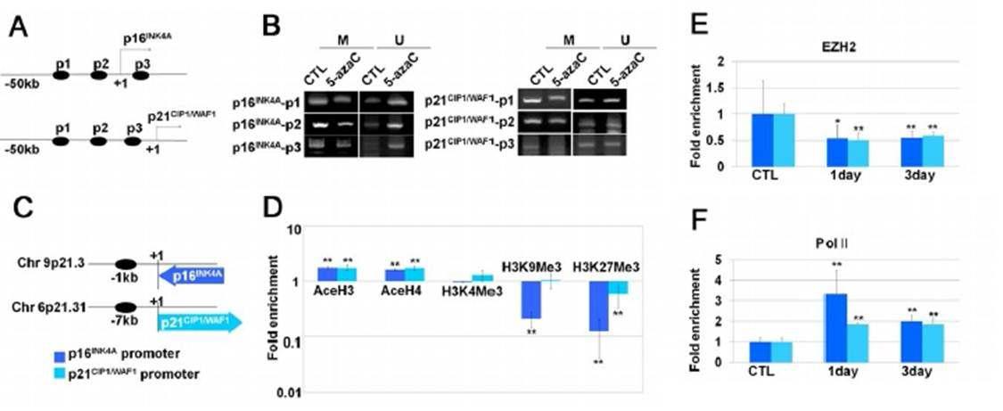 DNMT 억제를 통한 p16INK4A과 p21CIP1/WAF1발현의 후성유전학적 조절