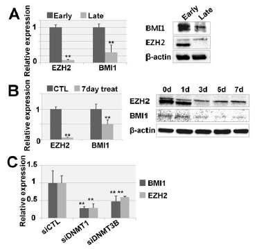 노화세포에서 BMI1과 EZH2의 발현 변화