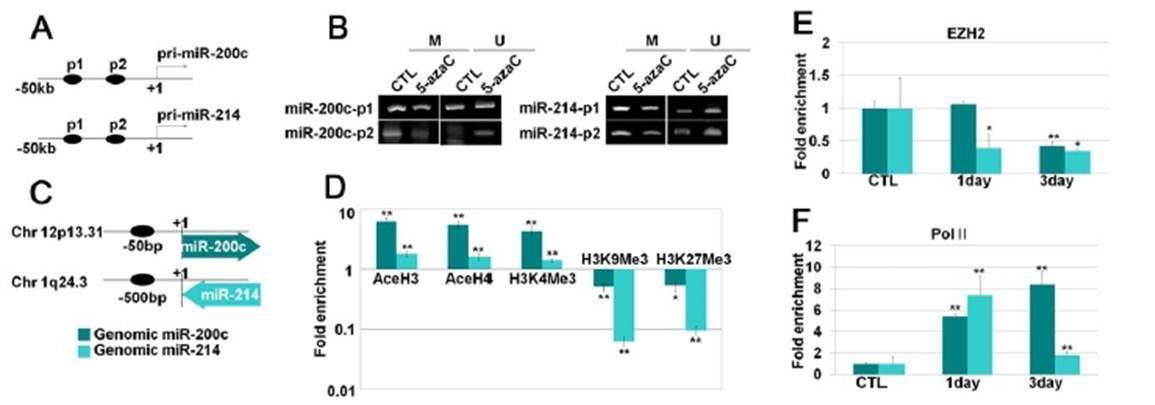DNMT 억제를 통한 polycomb gene-targeting miRNA의 후성유전학적 조절