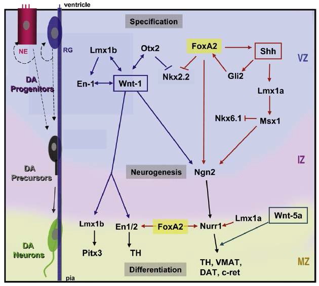 그림 5. Foxa2의 dopaminergic neuron분화에서의 기능