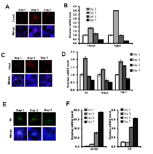 Figure 1. Expression patterns of DA neuronal factors and DA neuron-specific markers during the differentiation of passaged VM-derived NPCs into DA neurons. NPCs were cultured from mouse embryonic ventral midbrain at E12. VM-derived NPCs were expanded in the presence of bFGF and bEGF in N2/B27 medium for 5 days before differentiation. Expanded cells were passaged and differentiated in N2/B27 medium without bFGF and EGF for 7 days. Cells were harvested at indicating differentiation time period