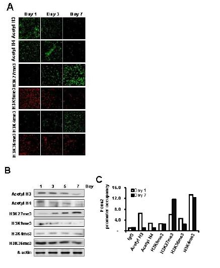 Figure 2. Alternation of histone modification patterns during DA neuron differentiation. VM-derived NPCs were expanded in vitro for 5 days and then differentiated for 7 days