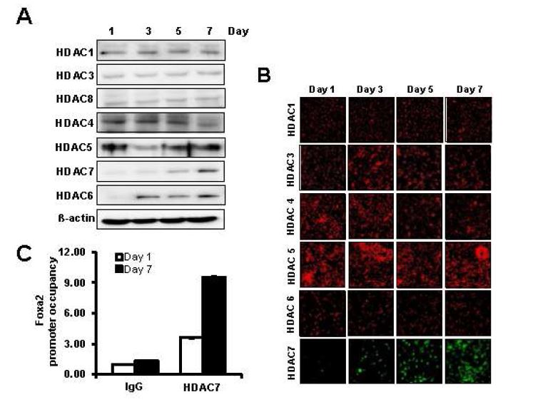 Figure 3. HDAC7 is highly associated with Foxa2 promoter during differentiation. Protein for HDACs were prepared from indicated differentiation time period