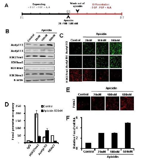 Figure 4. Apicidin increases the Foxa2 expression though up-regulation of H3 acetylation. VM-derived NPCs were expanded for 5 days before differentiation. After expansion, cells were plated on newly coated dishes and treated with different dose (20, 100, 500 nM) of apicidin in N2/B27 medium for 24 hours the first day of DA neuron differentiation. Cell differentiation was induced for the subsequent 5-7 days.