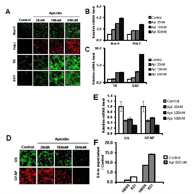 Figure 5. The yield of DA neuron differentiation is increased by apicidin treatment. Passaged VM-derived NPCs were treated with different dose (20, 100, 500 nM) of apicidin in the absence of bFGF and EGF in N2/B27 medium for 24 hours. Cells in indicated times were then pulsed with various antibodies and stained with fluorescence second antibodies. Total RNA was isolated, and reverse-transcribed cDNA was amplified using specific primers