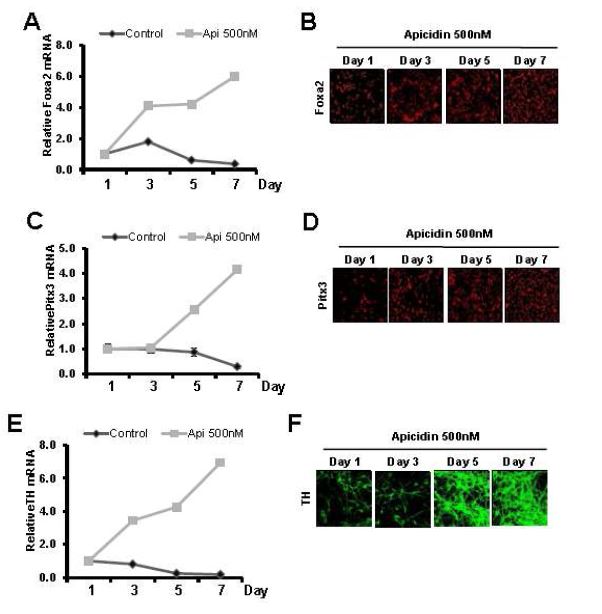 Figure 6. Apcidin induces expression of DA neuronal factors in a time-dependent manner. VM-derived NPCs were treated with 500 nM apicidin for indicated time