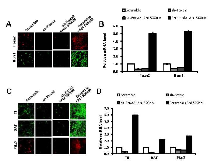 Figure 7. DA neuron differentiation by apicidin is dependent on Foxa2 expression. Passaged VM-derived NPCs were infected with lentivirus containing the Foxa2 shRNA for 24-48 hours. One day after of transduction, infected cells were treated with 500 nM apicidin. The cells were differentiated for 5 days.