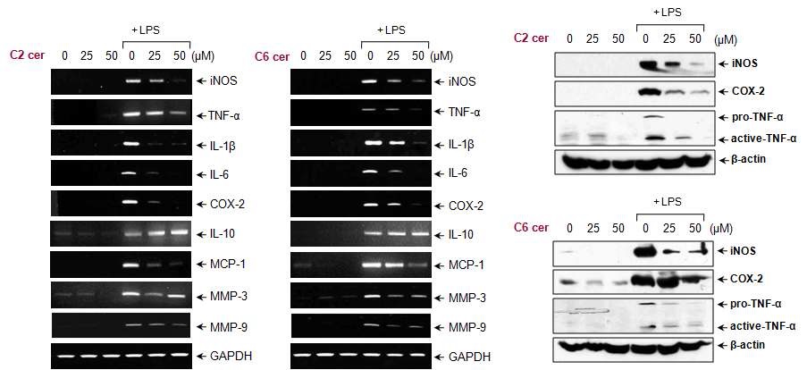 C2/C6 세라마이드에 의한 염증인자들의 발현 감소