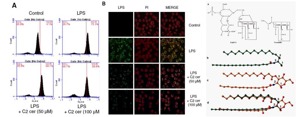 C2 세라마이드의 LPS-TLR4 binding 억제작용