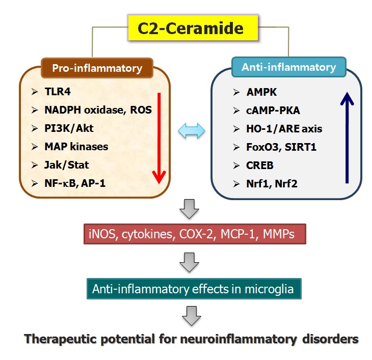 활성화된 소교세포에서 C2 세라마이 드의 작용기전 요약