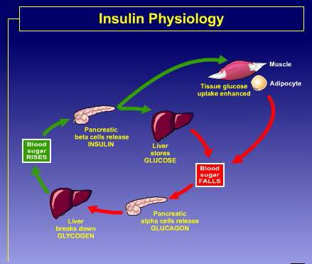 그림 1. 인슐린의 기능
