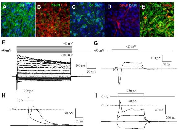 그림. 배아줄기세포 유래 hN PCPSA -N CA M + 세포에서 신경세포로 분화 후 신경세포의 기능을 전기생리 방법으로 입증