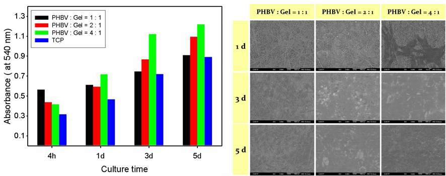 그림 4. PHBV/젤라틴 나노섬유상에서의 골아세포의 성장속도 및 전자현미경 사진