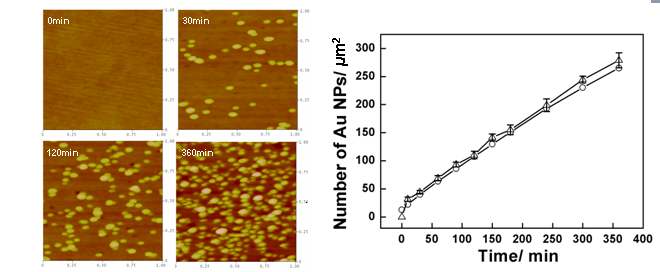 그림 24. (좌) 시간에 따라 금 나노 입자가 흡착된 폴리(4-비닐피리딘) 고분자막의 주사탐침현미경의 이미지 (우) 석영미세저울과 주사탐침현미경으로 확인 한 흡착한 금 나노 입자의 개수 비교.