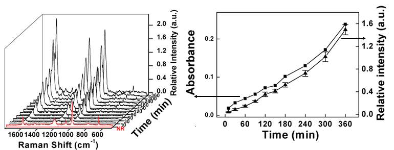 그림 25. (좌) 632.8-nm 파장의 빛으로 시간에 따라 기록한 라만 스펙트럼과 (우) 자외선-가시광선 흡광도과 SERS 세기의 경향 비교