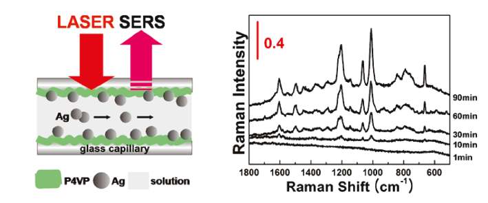 그림 29. (좌) 폴리(4-비닐피리딘) 고분자막이 코팅된 glass capillary에서의 나노 입자의 흡착 실험 모식도 (우) 실시간으로 측정한 은 나노 입자가 흡착된 폴리(4-비닐피리딘) 고분자막의 라만 스펙트럼.