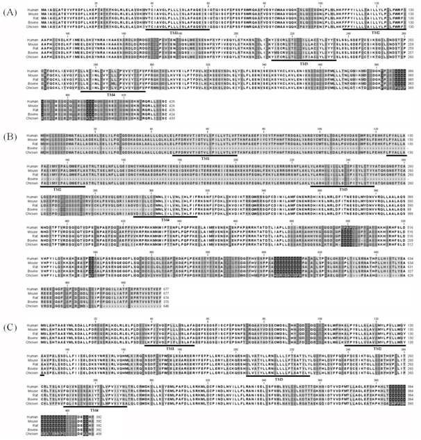 그림 3. Human, mouse, rat, bovine 그리고 chicken의 (A) Panx1, (B) Panx2 그리고 (C) Panx3 유전자의 종간 아미노산 서열비교. Underline은 transmembrane 도메인을 표시함. 어두울수록 종간에서열이 더 차이남을 나타냄.