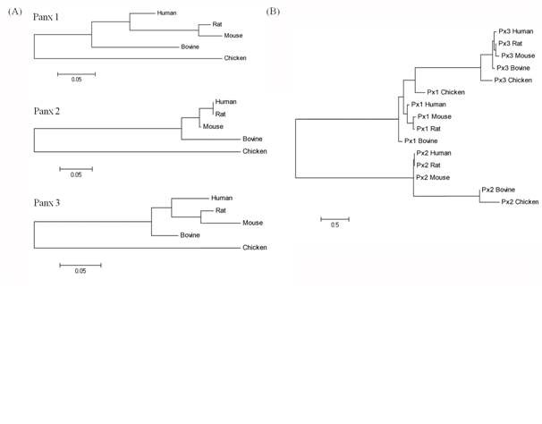 그림 4. (A) 척추동물의 Panx 유전자들 사이에서의 phylogenetic tree 분석과 (B) 종 사이에서 세 개의 Panx 유전자의 근연관계 분석