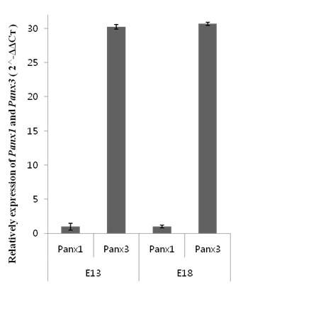 그림 5. Quantitative PCR을 통해 알아본 조류 내이에서의 시기별 Panx 유전자의 발현 양상