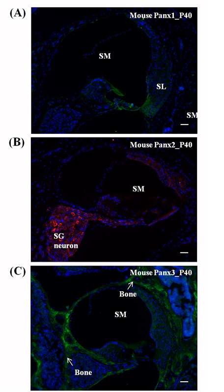 그림 6. 면역형광염색법을 통해 확인된 mouse 달팽이관에서의 Panx 유전자의 발현 위치