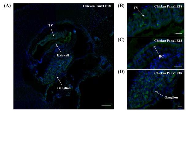 그림 7. 면역형광염색법으로 확인한 조류(chicken) 달팽이관에서의 Panx1 유전자의 발현 위치.Panx1 유전자는 조류의 (B) tegmentum vasculosum(TV), (C) hair cell, 그리고 (D) ganalion에서 발현함을 알 수 있었음. TV는 mouse 달팽이관에서 stria vascularis와 같은 역할을 하는 조직임.