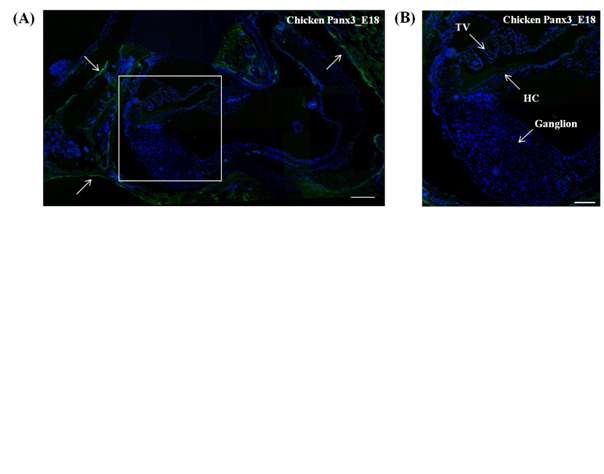 그림 8. 면역형광염색법으로 확인한 조류(chicken) 달팽이관에서의 Panx3 유전자의 발현 위치. Panx3 유전자는 mouse와 마찬가지로 달팽이관을 둘러싸고 있는 뼈에서만 발현함. 화살표는 뼈를 지시함