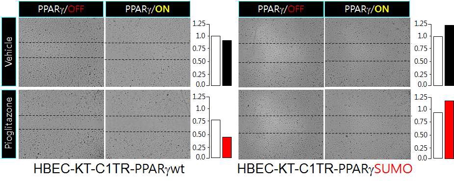 그림 3) Cell migration assay통해 PPARγ wild type 또는 Sumo-mutant 활성이 cell migration에 미치는 영향을 확인